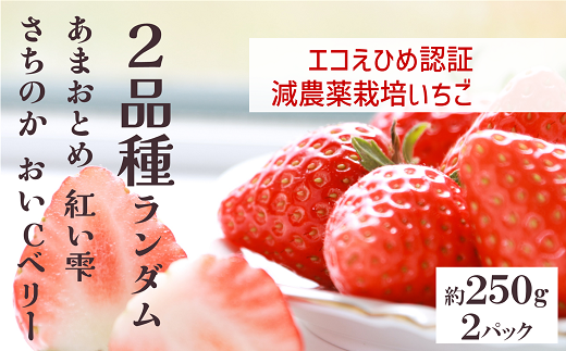 いちご 2パック 農園直送  ランダム 2品種 食べ比べ さちのか おいCベリー あまおとめ 紅い雫 かおり野 数量限定 愛媛 人気 伊予市 くぼなか農園｜B201 1126863 - 愛媛県伊予市