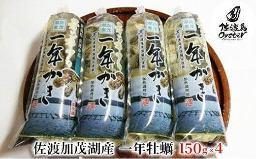 【佐渡加茂湖産】一年牡蠣　むき身（150g×4袋） 1887169 - 新潟県佐渡市