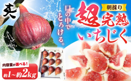 いちじく[2025年先行予約]朝採り 超完熟いちじく 選べる内容量 約1kg または 約2kg 古大農園[2025年8月中旬-11月上旬に出荷予定(土日祝除く)]大阪府 羽曳野市 いちじく イチジク 無花果 フルーツ 果物 完熟 超完熟 産地直送 送料無料