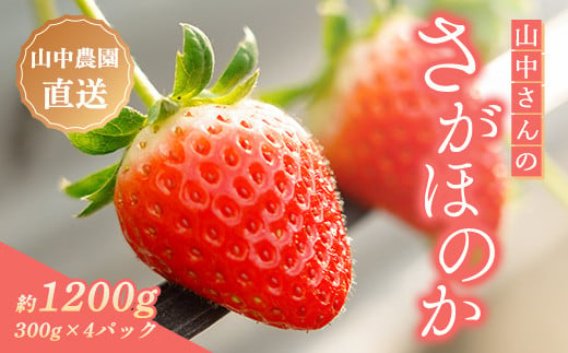 【中土佐町産】山中さんの「いちご」（さがほのか 4パック） 1894505 - 高知県中土佐町