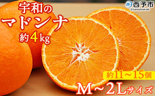 紅まどんなと同品種![愛媛県西予市産 宇和のマドンナ 約4kg(M寸〜2L 約11〜15個)] 果物 柑橘 みかん ミカン 蜜柑 愛媛果試第28号 紅マドンナ 化粧箱 贈答用 ギフト 南予園芸 愛媛県 西予市[常温]