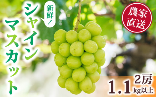 シャインマスカット2房（1.1kg以上）｜Ruga grape farm - 長野県東御市｜ふるさとチョイス - ふるさと納税サイト