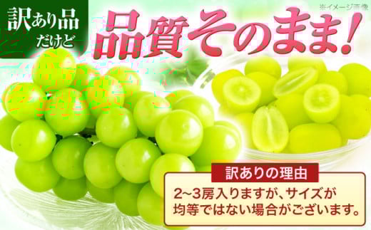 【2025年発送分／先行予約】【訳あり・ご家庭用】 シャインマスカット 約1.3kg(2～3房) / フルーツ 果物 ぶどう マスカット シャインマスカット しゃいんますかっと 訳あり 訳アリ  わけあり ワケアリ / 諫早市 / 肥前グローカル株式会社 [AHDI007] 1418120 - 長崎県諫早市 |