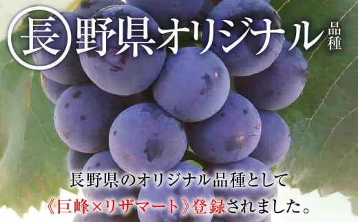 長野県大町市のふるさと納税 【先行予約】2025　ナガノパープル　２房～3房　約1キロ　長野県産  【9月下旬頃～順次発送予定】国際特許有機肥料栽培