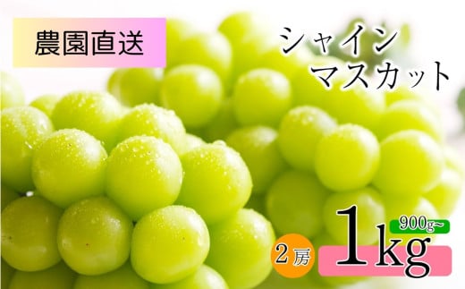 2025年 先行予約 朝摘み シャインマスカット 900g ～ 1kg 2房 島田農園 |  果物 フルーツ ぶどう 葡萄 ブドウ 白ぶどう マスカット シャインマスカット  朝採り 新鮮 朝 摘み 種無し 種なし 皮ごと 特産品 信州 千曲市 先行予約 781199 - 長野県千曲市