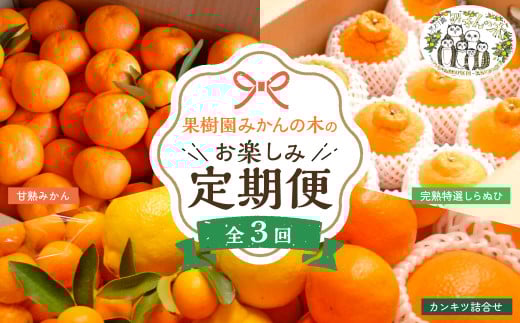 「果樹園みかんの木」のお楽しみ３回定期便コース　みかん ミカン 蜜柑 温州みかん 完熟みかん 柑橘 不知火 しらぬひ でこぽん デコポン 贈答品 定期便 詰め合わせ 佐賀県 太良町 Q45 397494 - 佐賀県太良町