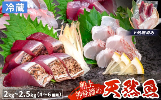 船上 神経締め 天然 鮮魚 詰め合わせ 朝獲れ直送 下処理済み 4~6種入り 2kg～2.5kg （2025年4月出荷） 冷蔵 魚種お任せ 水揚げ 海鮮 魚介 産地直送 新鮮 魚 鮮魚ボックス 1734123 - 高知県須崎市