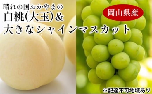 [№5615-0634]桃 ぶどう 【2025年 先行予約】 晴れの国 おかやま の 白桃 大玉 1.5kg以上(4～6玉) 大きな シャインマスカット 1房900g以上 マスカット ブドウ 葡萄  岡山県産 国産 フルーツ 果物 ギフト