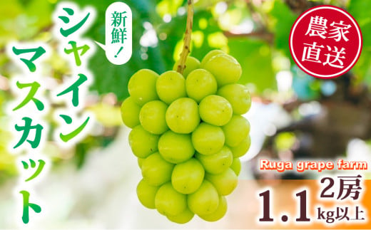 【先行受付2025年発送】シャインマスカット2房（1.1kg以上）｜Ruga grape farm※2025年9月中旬~10月初旬頃発送予定 1778048 - 長野県東御市