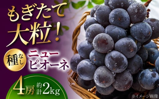 【先行予約】【8月23日から順次発送】三次の葡萄 ニューピオーネ 4房（約2kg） 種なし ぶどう ピオーネ ギフト フルーツ 果物 ブドウ 露地栽培 三次市/黒瀬ぶどう園[APAB001] 