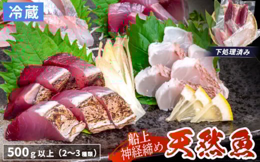 船上 神経締め 天然 鮮魚 詰め合わせ 朝獲れ直送 下処理済み 2~3種入り 500g以上 （2025年10月出荷） 冷蔵 刺身 魚種お任せ 水揚げ 海鮮 魚介 産地直送 新鮮 魚 鮮魚ボックス 2118592 - 高知県須崎市