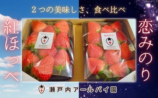 [年明け配送]「紅ほっぺ」「恋みのり」食べ比べセット 各240g×1パック 計2パック(約480g)いちご・イチゴ・苺[産地直送]