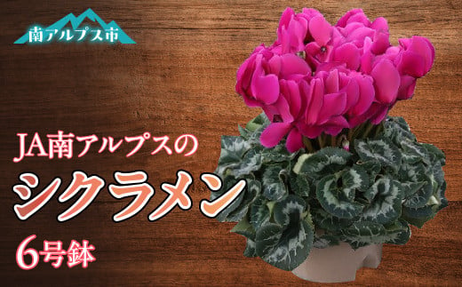 ＜2025年発送先行予約＞南アルプス市育ちの「シクラメン」6号鉢　1鉢 ALPAA035 290747 - 山梨県南アルプス市