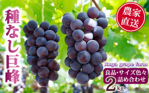 【先行受付2025年発送】種無し巨峰2kg 良品サイズ色々詰め合わせ｜Ruga grape farm　※2025年8月下旬~10月上旬頃発送予定 1778053 - 長野県東御市