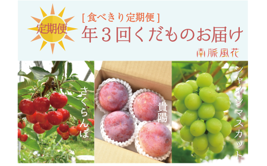 【先行予約】【食べきり定期便】年3回くだもの定期便セットC（さくらんぼ、貴陽、シャインマスカット）　 ALPAJ021 562512 - 山梨県南アルプス市