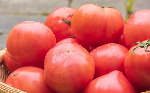 今朝採り新鮮🍅濃厚完熟ミニトマト1Kg(＋200g増量） 熊本県産