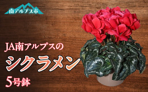 ＜2025年発送先行予約＞南アルプス市育ちの「シクラメン」5号鉢　1鉢 ALPAA030 290746 - 山梨県南アルプス市