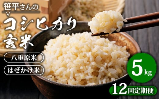 【定期便】【令和6年産】八重原産コシヒカリ 玄米【5kg×全12回 合計60kg】｜笹平さんのお米 八重原米 はざかけ はぜかけ 1817106 - 長野県東御市