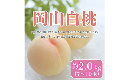 【先行受付】＜2025年7月発送＞ 岡山白桃 約2kg(7～10玉) TY0-0621 938376 - 岡山県津山市