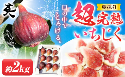 いちじく【2025年先行予約】朝採り 超完熟いちじく 約2kg 古大農園《2025年8月中旬-11月上旬に出荷予定(土日祝除く)》大阪府 羽曳野市 いちじく イチジク 無花果 フルーツ 果物 完熟 超完熟 産地直送 送料無料 1783074 - 大阪府羽曳野市