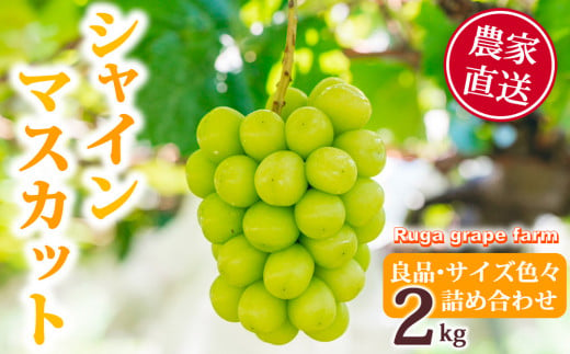 【先行受付2025年発送】シャインマスカット2kg 良品サイズ色々詰め合わせ｜Ruga grape farm※2025年9月中旬~10月初旬頃発送予定 1778054 - 長野県東御市