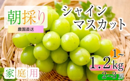  2025年 先行予約 シャインマスカット 1～1.2kg 2～3房 家庭用 訳あり 島田農園 | 果物 フルーツ ぶどう 葡萄 ブドウ 白ぶどう マスカット シャインマスカット 家庭用 訳あり  朝採り 新鮮 朝 摘み 種無し 種なし 皮ごと 特産品 信州 千曲市 先行予約 1025226 - 長野県千曲市