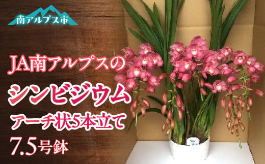 ＜2025年発送先行予約＞南アルプス市育ちのシンビジウム7.5号鉢　1鉢 ALPAA045 528165 - 山梨県南アルプス市