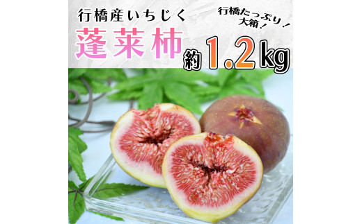 AO-015_【予約・令和７年夏発送】行橋産いちじく（蓬莱柿） 箱大 約 1.2kg 1305454 - 福岡県行橋市