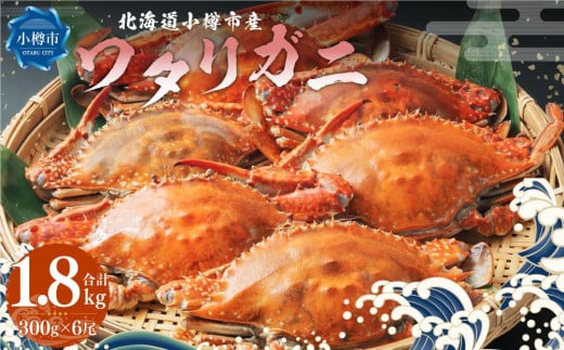 北海道 小樽市産 ワタリガニ 1.8kg (300g×6尾) 蟹 かに ワタリ蟹