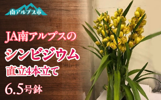 ＜2025年発送先行予約＞南アルプス市育ちのシンビジウム6.5号鉢　1鉢 ALPAA044 528164 - 山梨県南アルプス市