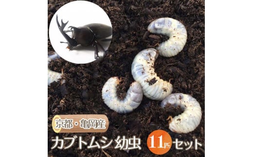 京都・亀岡産 カブトムシ 幼虫 11匹 セット《国産 昆虫 幼虫 オス メス 飼育 自由研究》