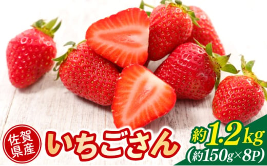 いちご 佐賀県産 いちごさん 約1.2kg (約150g×8パック) イチゴ 果物 ※配送不可：北海道、沖縄県、離島 1802636 - 佐賀県鳥栖市