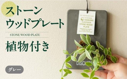 ストーンウッドプレート グレー 土無し インテリア 緑 グリーン 植物 簡単 初心者 かわいい 自然 おしゃれ 送料無料 Green Walk グリーンウォーク 愛知県 豊橋市