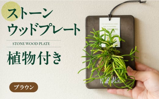 ストーンウッドプレート ブラウン 土無し インテリア 緑 グリーン 植物 簡単 初心者 かわいい 自然 おしゃれ 送料無料 Green Walk グリーンウォーク 愛知県 豊橋市