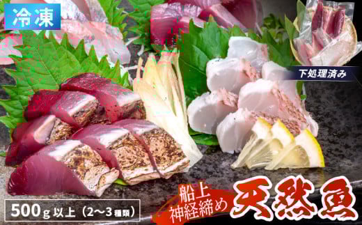 船上 神経締め 天然 鮮魚 詰め合わせ 朝獲れ直送 下処理済み 2~3種入り 500g以上 （2025年10月出荷） 冷凍 刺身 魚種お任せ 水揚げ 海鮮 魚介 産地直送 新鮮 魚 鮮魚ボックス 2118590 - 高知県須崎市