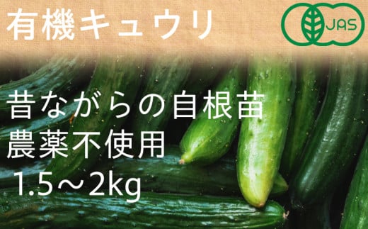 ２１３４　有機JAS認証 自根の 有機キュウリ 1.5㎏～2㎏ しあわせ野菜畑