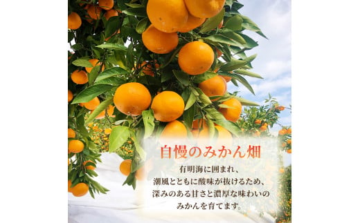 佐賀県太良町のふるさと納税 果樹園みかんの木の旬のカンキツ詰合せ　約3.5ｋｇ～４ｋｇ 4～5種類 みかん 詰め合わせ 柑橘類 柑橘 いよかん ポンカン みかん フルーツ くだもの 果物 佐賀県 太良町 M103