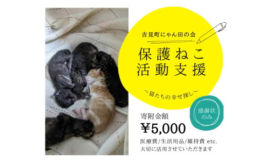 【5,000円】保護猫活動支援～望まれず生まれる命を無くし、行き場を失った猫たちの幸せ探し～ 1801358 - 埼玉県吉見町