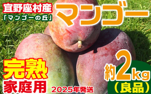 【2025年発送】家庭用　宜野座村産完熟マンゴー「マンゴーの丘」約2kg（良品） アーウィン 果物 甘い 夏 濃厚 ギフト Mango ランキング 完熟 お気に入り 収穫 人気 甘味 フルーツ 沖縄県 国産 食品 デザート 産地直送 送料無料 1809484 - 沖縄県宜野座村