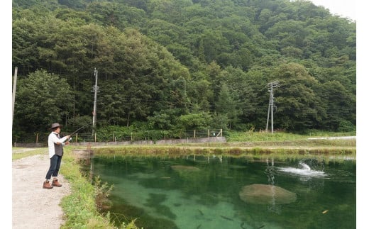 茨城県 久慈川 鮎釣り 1年券 入漁券 鮎 アユ あゆ 大子町（AV004）｜ふるラボ