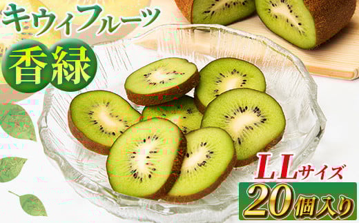  希少キウイフルーツ 「香緑」。LLサイズ 20個入り 糖度16度。甘くておいしい＜出荷時期：2024年12月15日出荷開始～2025年1月15日出荷終了＞【キウイ　フルーツ 神奈川県 南足柄市 】 1011080 - 神奈川県南足柄市