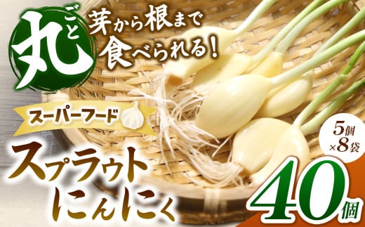 無農薬水耕栽培 スプラウトにんにく 8袋40個セット（1袋5個入り）｜ふるさと納税 長野県 松本市 農薬不使用 水耕 野菜 サラダ にんにく セット 安全 安心 美味しい 1511455 - 長野県松本市