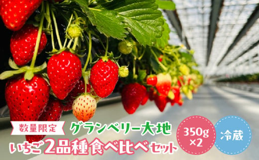 【数量限定・2025年1月中旬頃より順次発送予定】グランベリー大地のいちご2品種 食べ比べ セット 約350g×2トレー 1品種12粒～18粒のセット あまおとめ やよいひめ とちおとめ 恋みのり よつぼし スターナイト かおり野 いちご 苺 イチゴ 