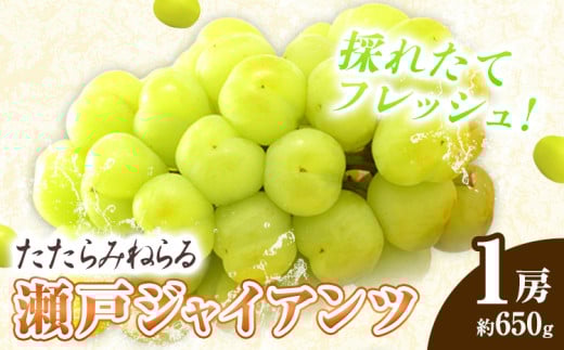 たたらみねらる 瀬戸ジャイアンツ 1房 約650g Y&G.ディストリビューター株式会社[2025年8月下旬-10月下旬頃出荷]岡山県 笠岡市 マスカット ぶどう ブドウ 葡萄 フルーツ 果物