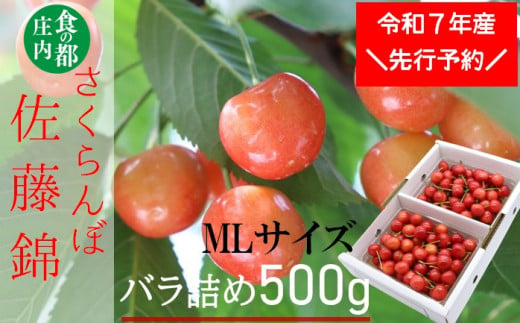 ★先行予約★食の都庄内　【令和7年産】庄内産さくらんぼ「佐藤錦」500gバラ詰め（MLサイズ）※令和7年6月中旬～下旬頃発送予定 1981552 - 山形県三川町