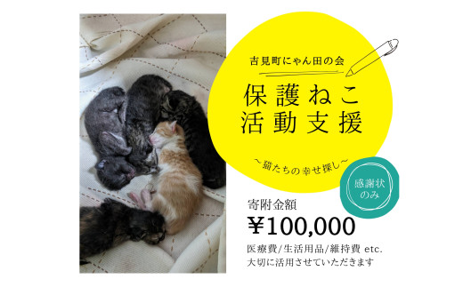 【100,000円】保護猫活動支援～望まれず生まれる命を無くし、行き場を失った猫たちの幸せ探し～ 1801354 - 埼玉県吉見町