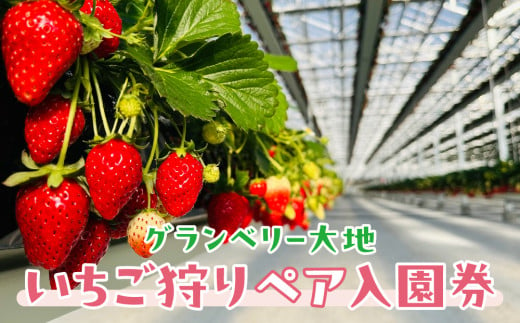 グランベリー大地 いちご狩りペア入園券 茨城県 常総市 いちご いちご狩り 厳選 フルーツ イチゴ スイーツ  味わい 品種 果肉 苺 観光 体験 スイーツ 