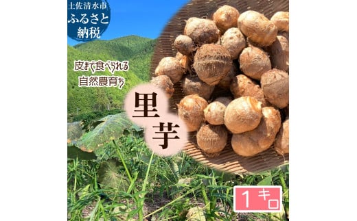 とびきり美味しい！ 自然農育ち 里芋 1kg 軽洗 皮まで食べられる 軽洗い さといも サトイモ 里いも 皮つき 無農薬野菜 野菜 芋煮 煮物 コロッケ 具材【R01344】 1809075 - 高知県土佐清水市