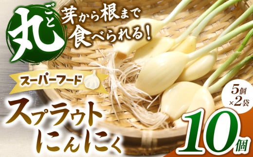 無農薬水耕栽培 スプラウトにんにく 2袋10個セット(1袋5個入り)|ふるさと納税 長野県 松本市 農薬不使用 水耕 野菜 サラダ にんにく セット 安全 安心 美味しい