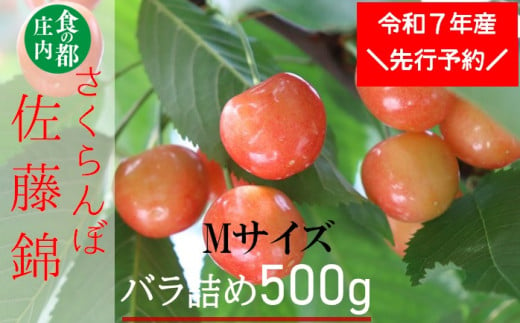 ★先行予約★食の都庄内　【令和7年産】庄内産さくらんぼ「佐藤錦」Mサイズ500gバラ詰め※令和7年6月中旬～下旬頃発送予定 1981621 - 山形県三川町